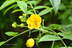 Senna floribunda